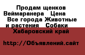 Продам щенков Веймаранера › Цена ­ 30 - Все города Животные и растения » Собаки   . Хабаровский край